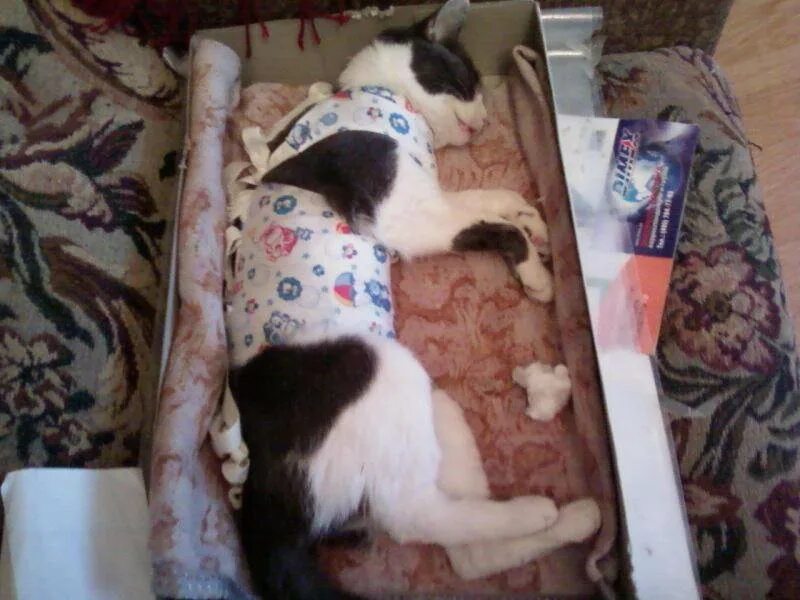 Сколько времени кошка отходит после наркоза. Кошка после стерилизации. Кошка после наркоза после стерилизации.