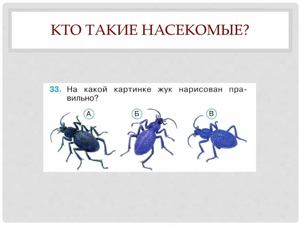 Насекомые урок 1 классе. Кто такие насекомые. Насекомые задания 1 класс. Насекомые задание 1 класс окружающий. Кто такие насекомые 1 класс задания.