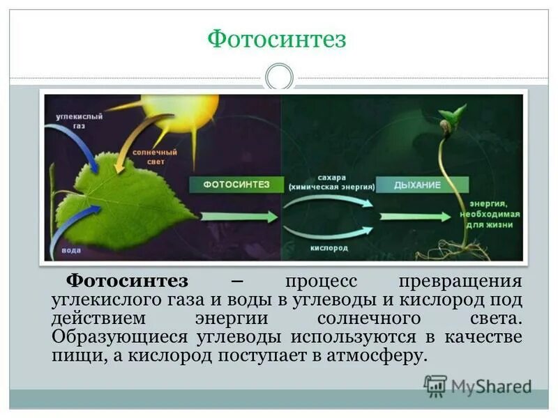 Составьте схему фотосинтеза. Фотосинтез. Процесс фотосинтеза. Понятие фотосинтез. Процесс фотосинтеза в биологии.