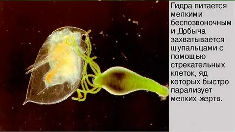 Чем питается пресноводная гидра