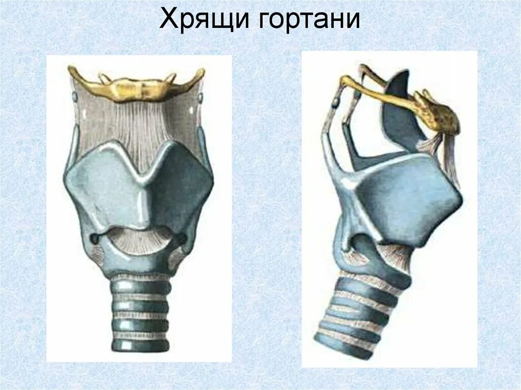 Укажите хрящи гортани. Клиновидный хрящ гортани. Хрящи гортани рисунок. Зерновидный хрящ гортани.