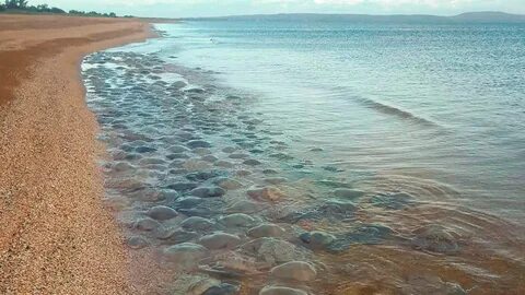 Водные объекты азовского моря