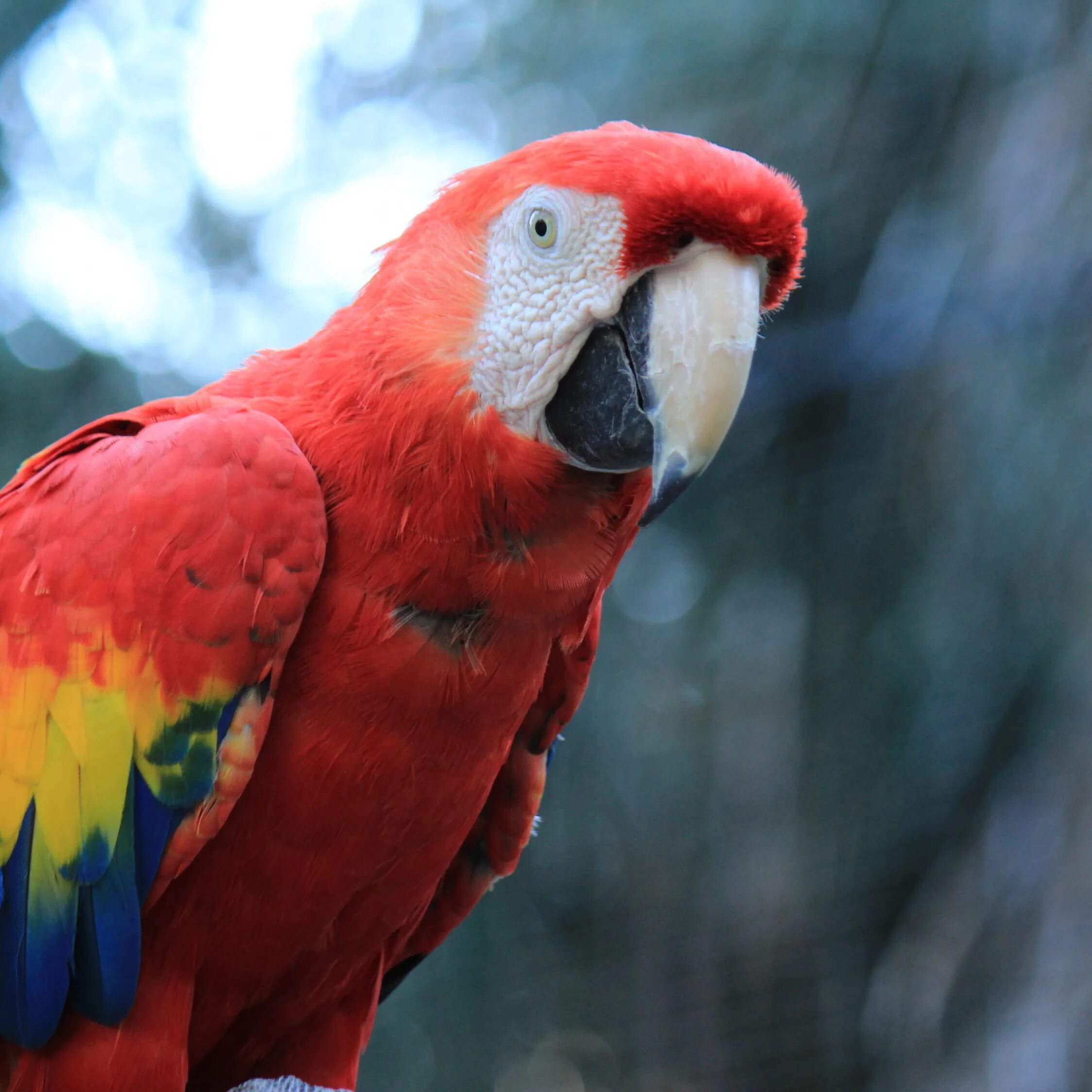 Red parrot