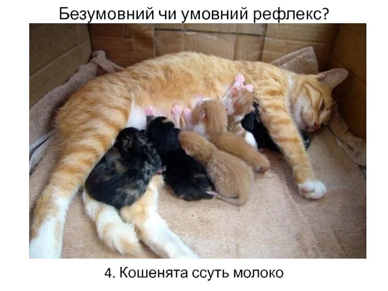 Мама помоги котенку