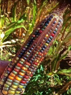 Цветная кукуруза