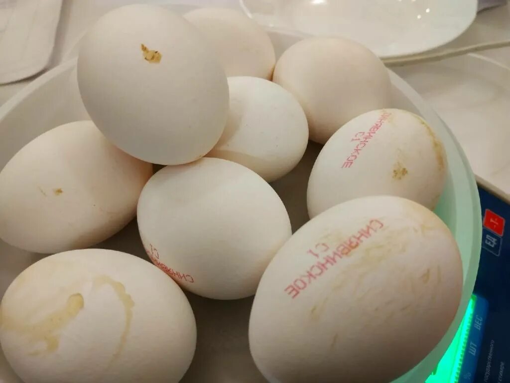 Можно ли из магазинного яйца. Яйца магазинные. Двухжелтковые яйца. Минорки яйца.