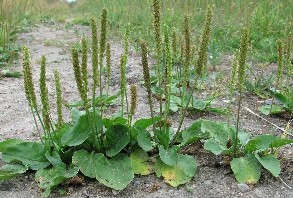 Простые подорожники. Подорожник большой. Подорожник Луговой. Подорожник ( Plantago Major). Подорожник Лесной.