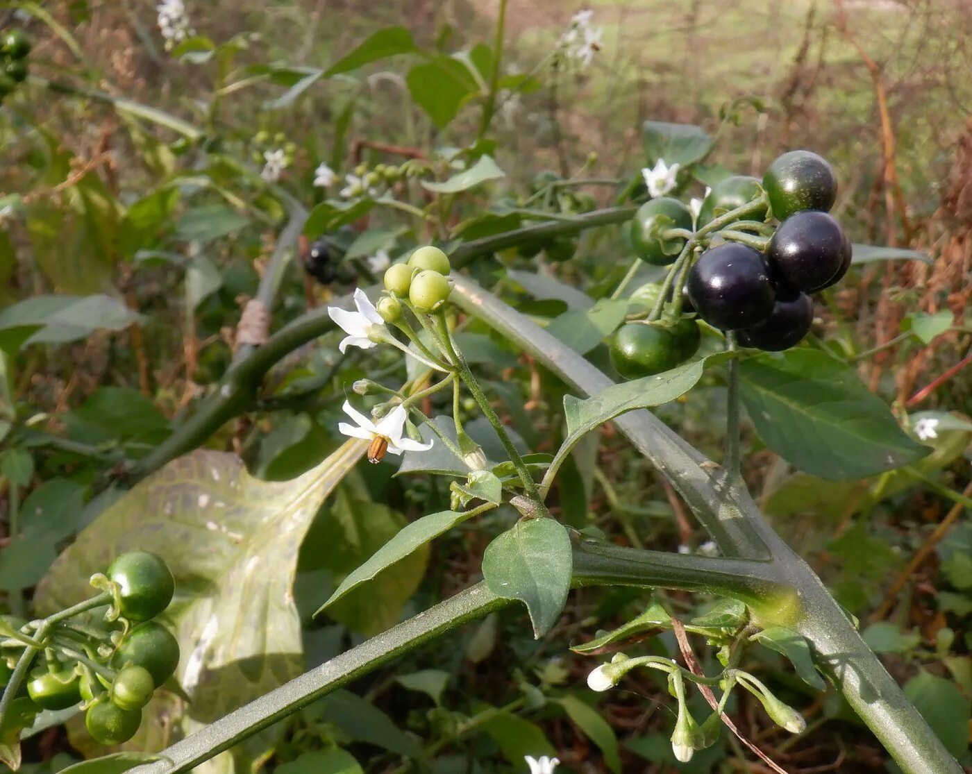 Паслен санберри. Семена санберри (Солнечная ягода) / паслен садовый / Solanum retroflexum. Санберри ягода. Паслен черный санберри.