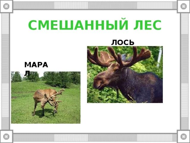 В какой природной зоне живет лось. Марал и Лось отличия. Лось в лесу. Кто крупнее Марал или Лось. Чем отличается Лось от марала.