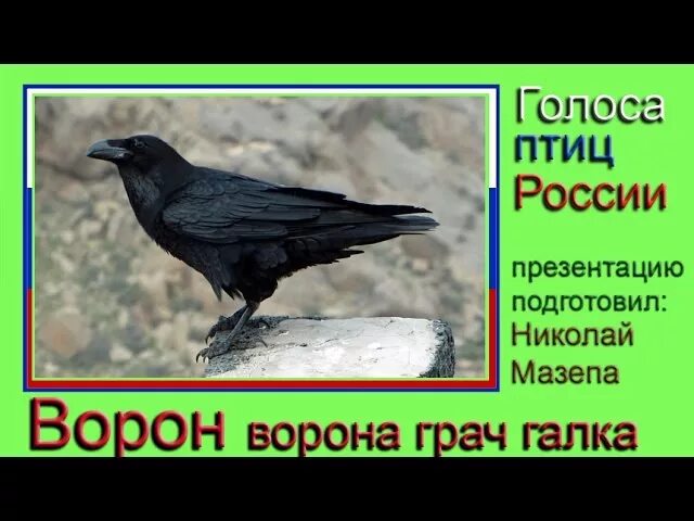 Пение грача слушать. Галка ворона Грач отличия. Ворон ворона Галка Грач. Птица Галка и Грач. Ворон Грач Галка.