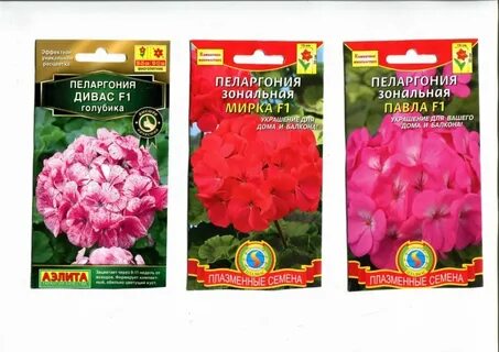 Герань купленная в магазине