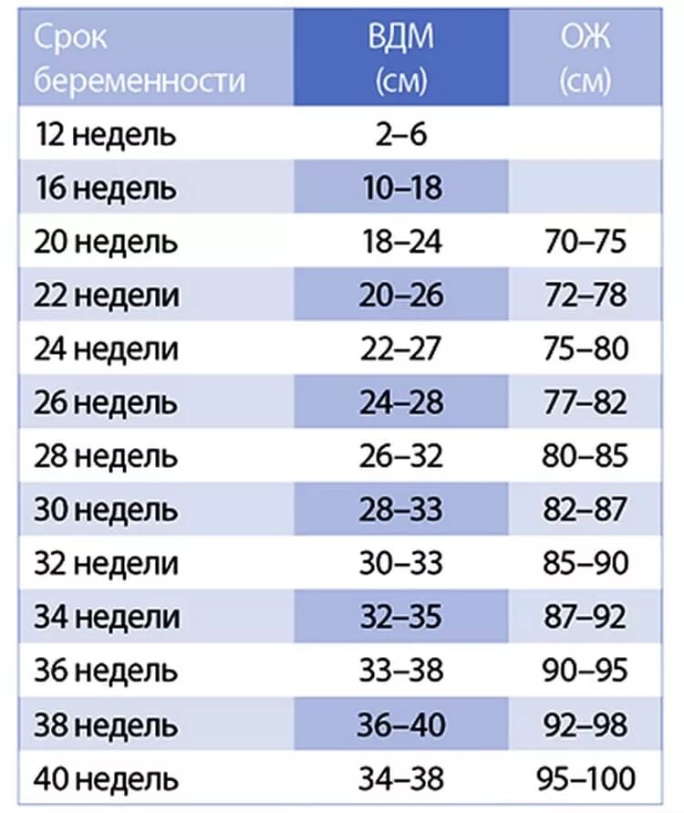 Третий триместр вес. Норма объема живота при беременности по неделям. Окружность живота при беременности по неделям норма. Окружность живота и высота дна матки по неделям. Нормы окружности живота при беременности.