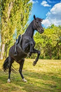 Лошадь не стоит на месте