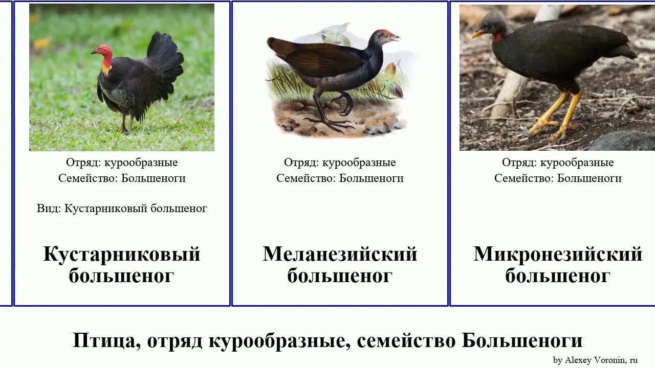 Курообразные отряды птиц. Отряд курообразных птиц. отряд курообразные представители. курообразные птицы представители. характеристика отряда курообразные.