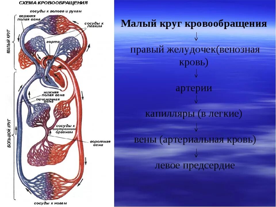 Логическая схема сосуды малого круга кровообращения. Малый круг кровообращения направление движения. Малый круг кровообращения схема последовательность. Круги кровообращения артериальная и венозная кровь.