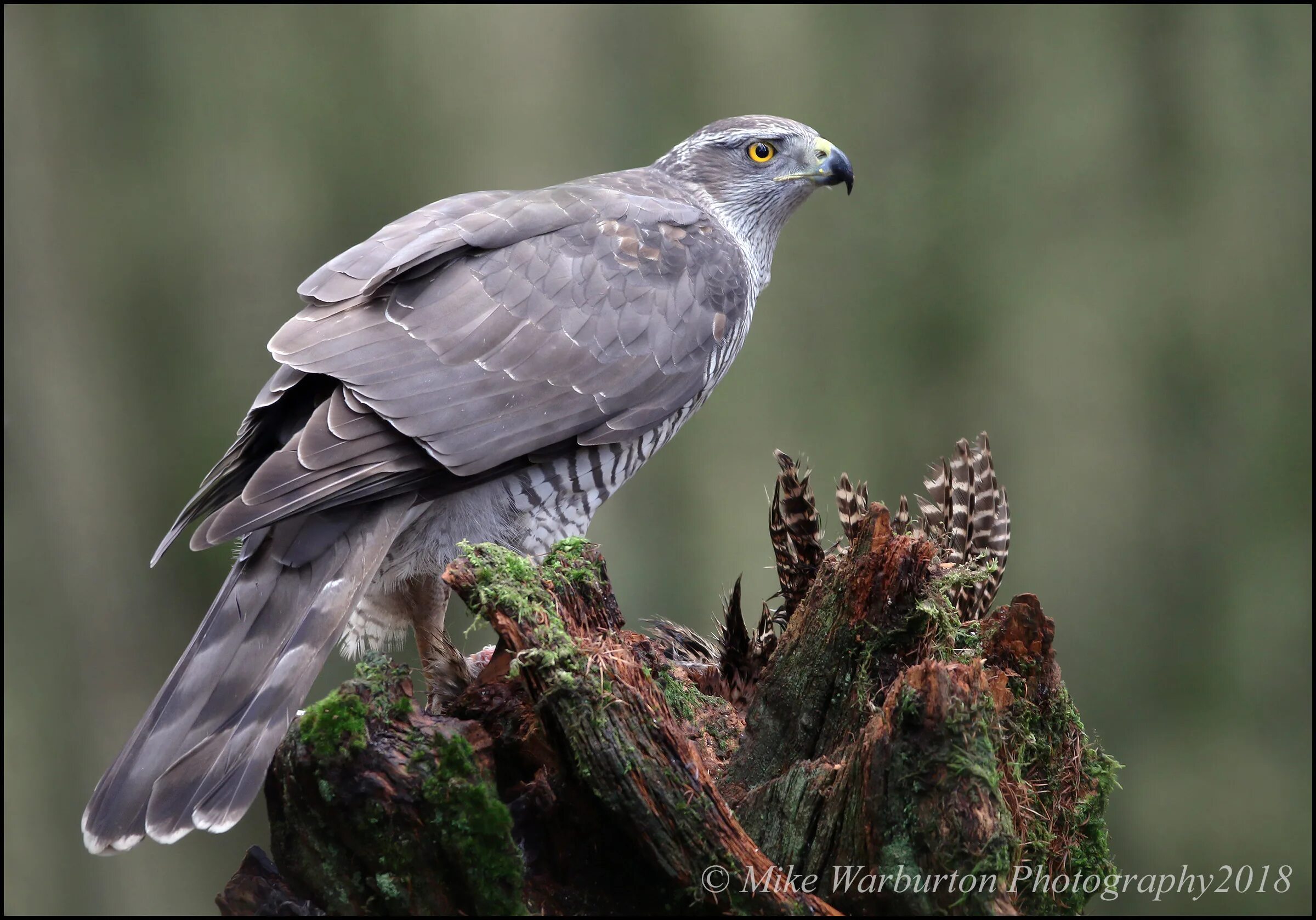 Ястреб - тетеревятник (Accipiter gentilis). Лунь канюк тетеревятник. Ястреб-тетеревятник Ястребиные. Серый ястреб тетеревятник. Хищные птицы серого цвета