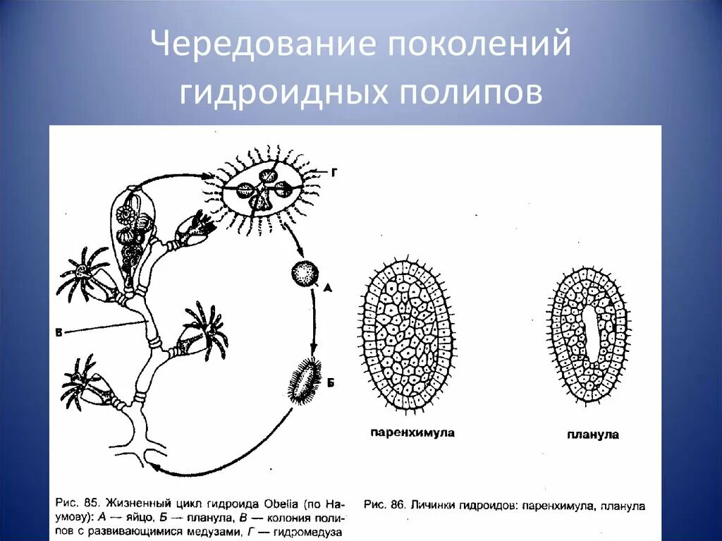 Этапы эволюции многоклеточных. Личинка гидроидного полипа. Жизненный цикл Гидроиды абелии. Схема жизненного цикла гидроидных. Схема размножения гидроидных.