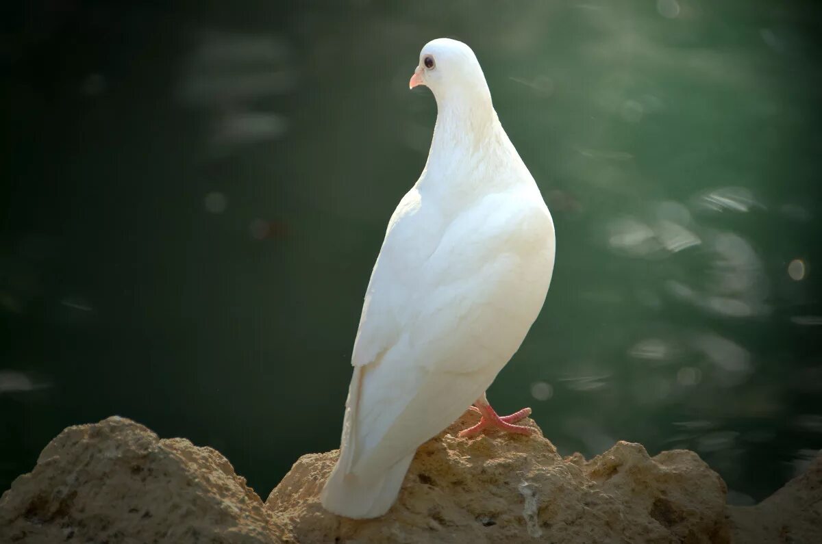 Белая птица новое чудо сюжет. Горлица белая. Белый голубь. Белая птица. Красивые голуби.