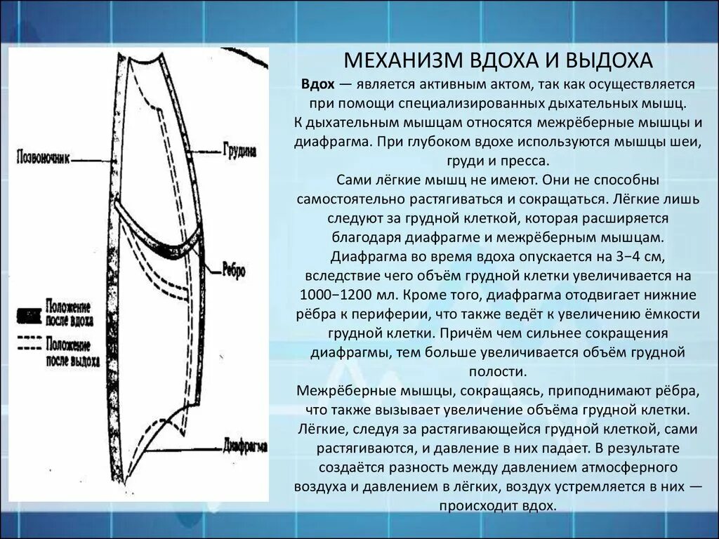 Механизм акта вдоха и выдоха. Механизм вдоха и выдоха схема. Механизм глубокого вдоха. Процессы при вдохе. Характеристики вдоха