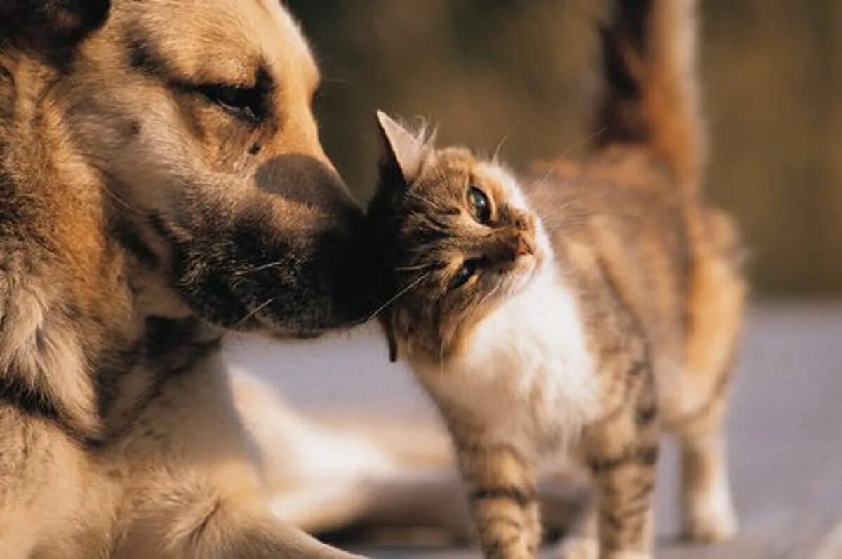Про кошек и собак. Кошки и собаки. Кот и собака любовь. Любите животных. Доверие животных.
