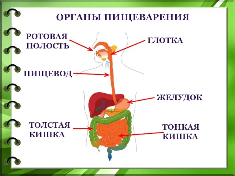 Пищеварительная система человека 3 класс. Пищеварительная система 3 класс таблица. Пищеварительная система человека для детей 3 класса. Строение пищеварительной системы человека схема для детей. Презентация как работает наш организм 3 класс