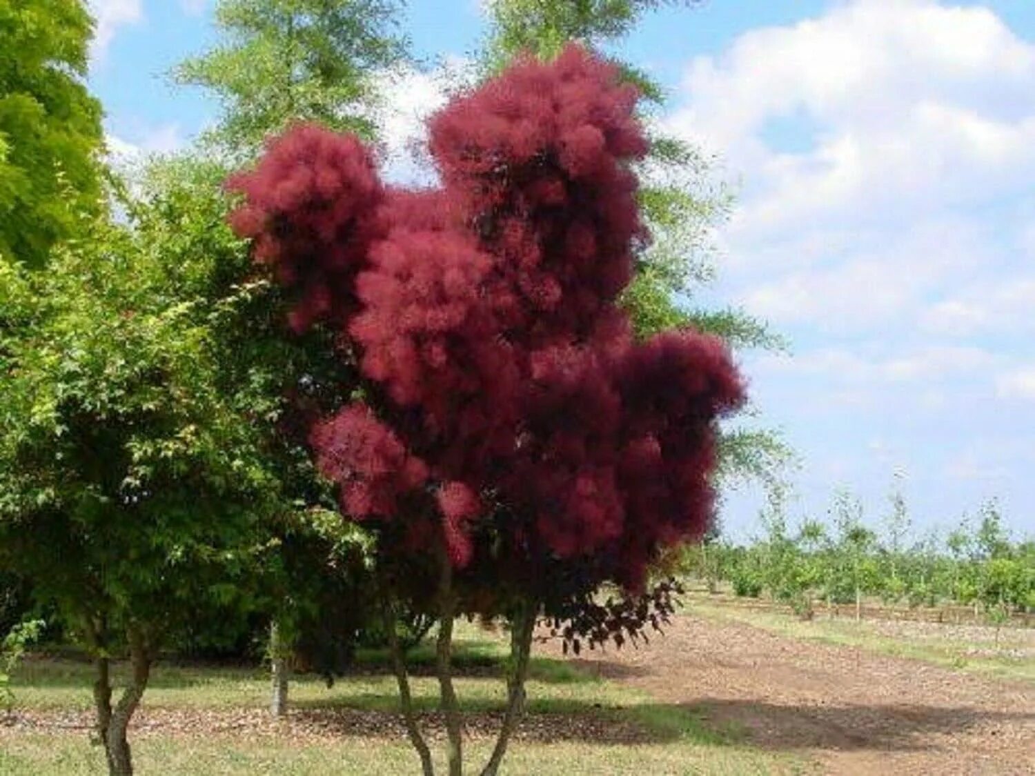 Куст облако