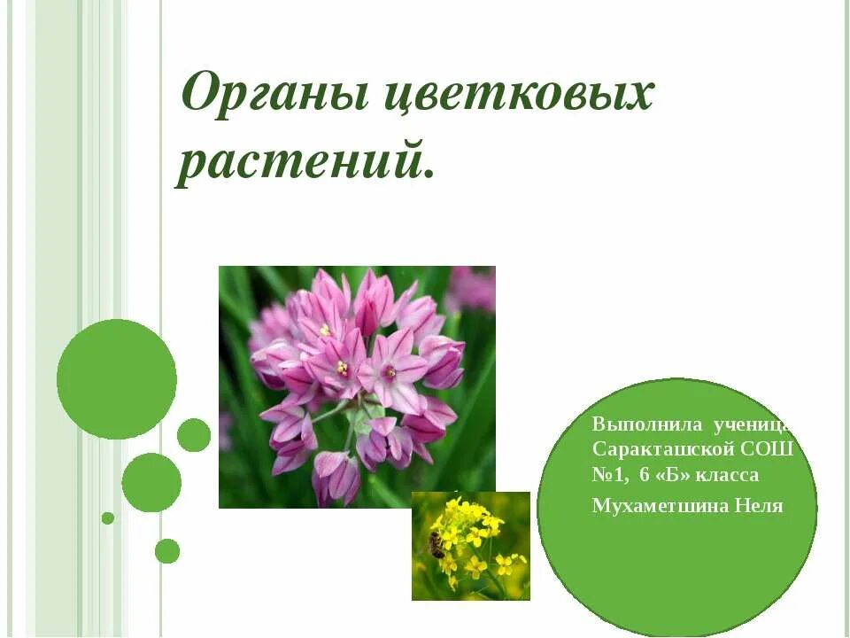Функция рыльца у цветка. Тычиночная нить цветоножка завязь. Впр по биологии за 6 класс рассмотрите изображение цветка. Какую работу выполняет стебель. Впр по биологии 6 класс 2022 год с ответами.