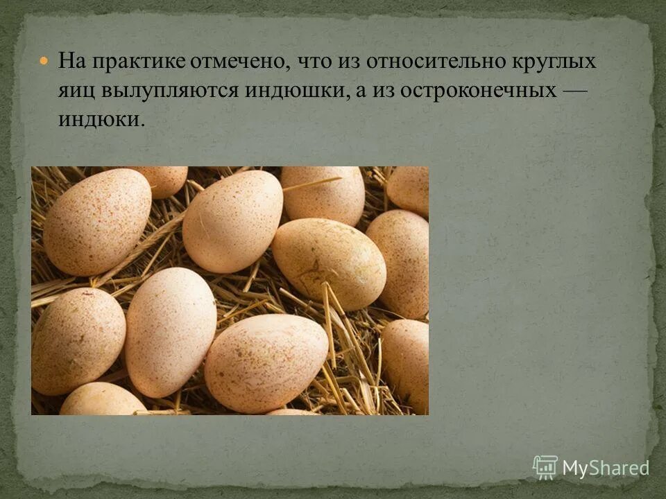 Вылупляется из яйца. Размеры яиц домашних птиц. Птица вылупляется из яйца. Яйца индюшки.