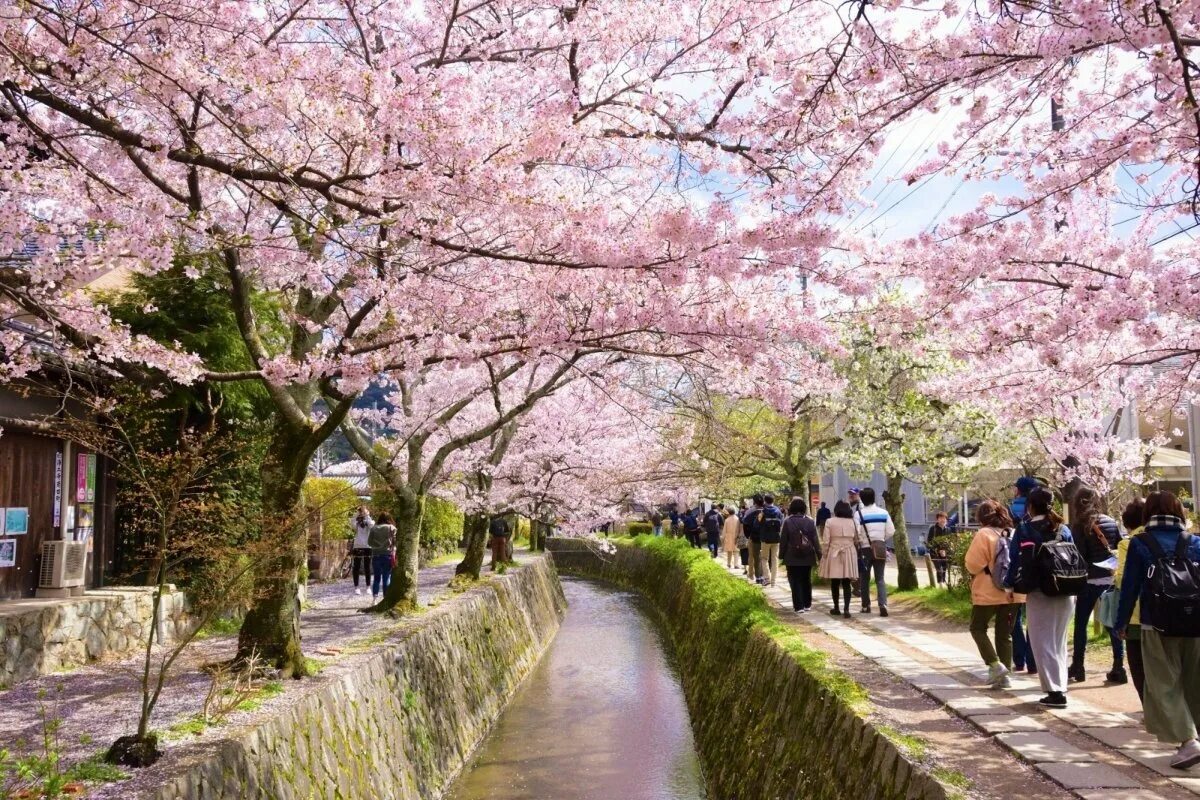 Киото философская тропа Сакура. Япония сады в Киото Сакура. Киото цветение Сакуры. Киото Япония цветение Сакуры.