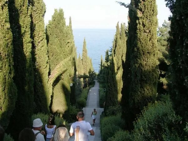 Кипарис итальянский (cupressus sempervirens). Плакучий кедр парк айвазовского. Cupressus chengiana. Кипарисовая аллея ялта. Кипарисы в абхазии.