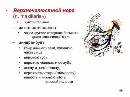 Верхнечелюстная ветвь