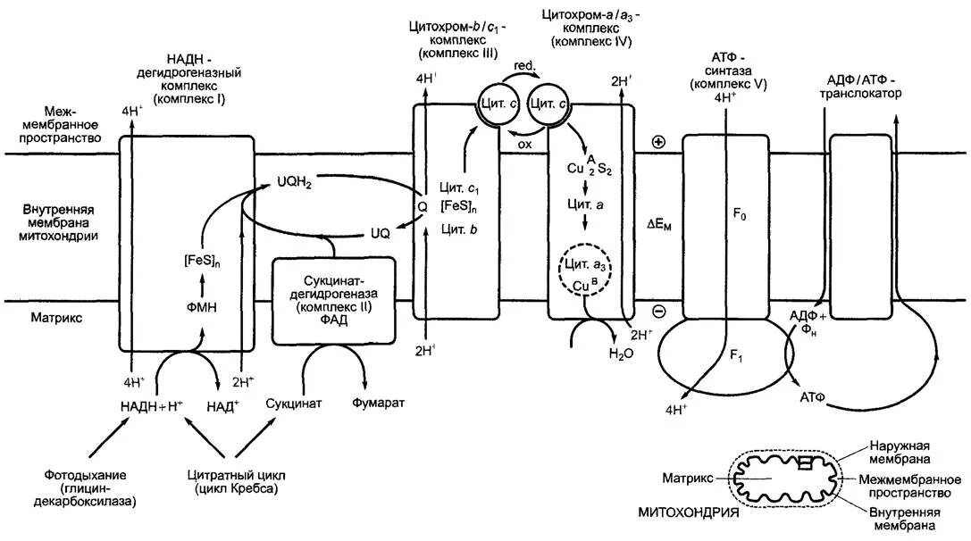 Комплекс дыхательной цепи АТФСИНТАЗА. Комплекс митохондриальной АТФ синтазы. Строение АТФ синтазного комплекса. АТФ синтаза в митохондрии.