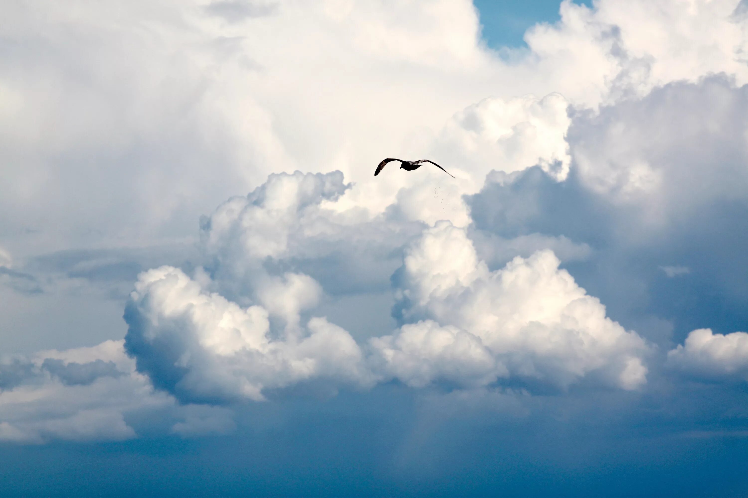 Песня птицы в небесах летают. Облака. Птицы в небе. Птица над облаками. Птицы в облаках.