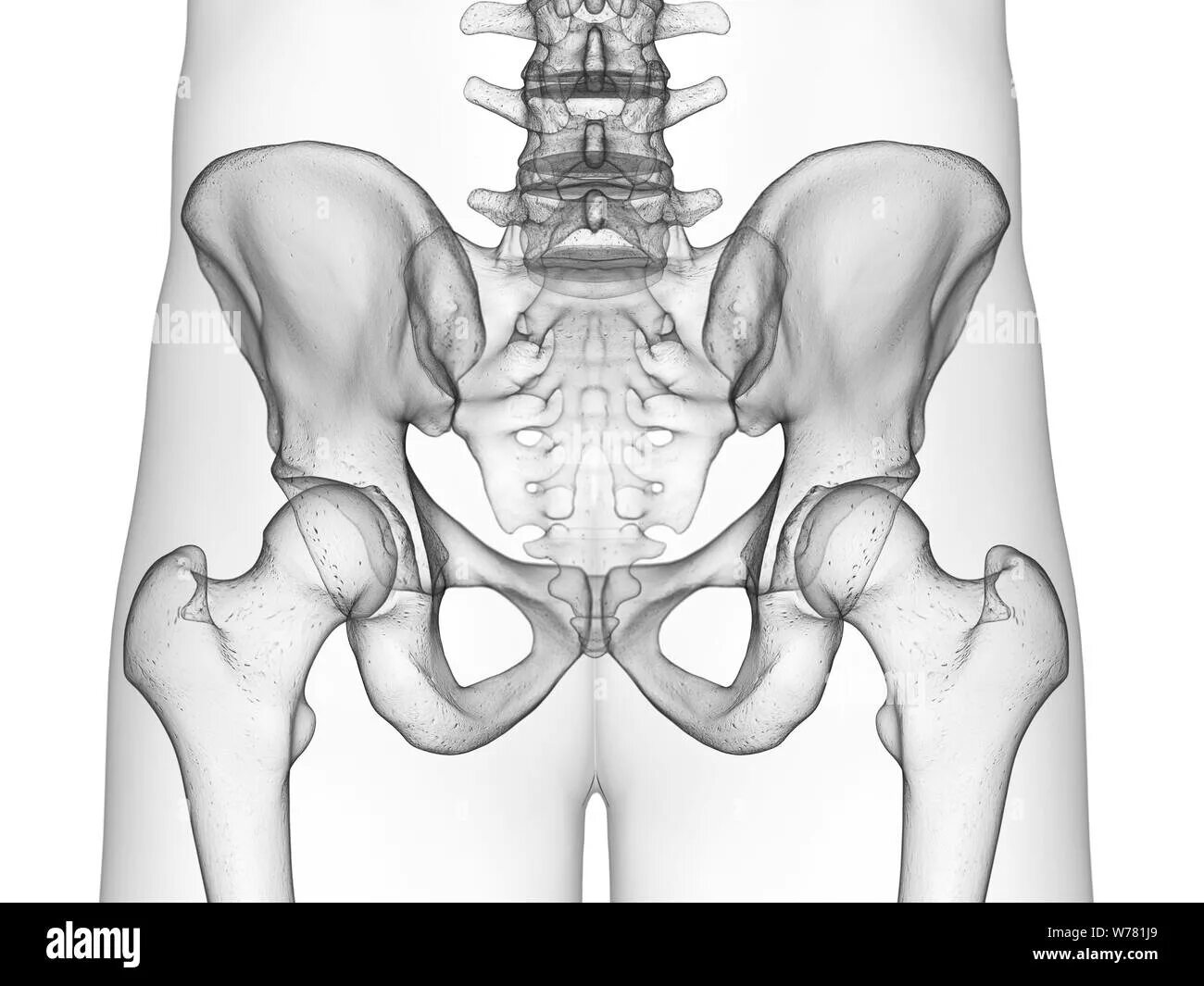 Крестец и матка. Копчик анатомия. Болит тазобедренная кость. Человеческий скелет копчик.