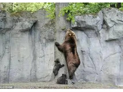 Медведей учат