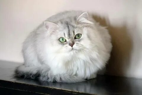 Шиншилла длинношерстная