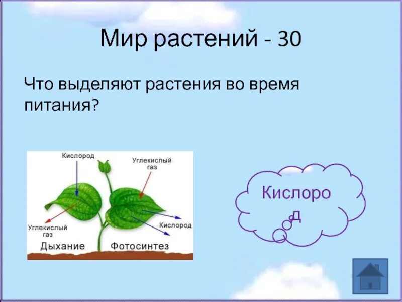 Растение дышит поглощая кислород