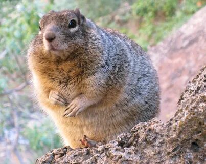 Overfed Rock Squirrel (5985912710).jpg.