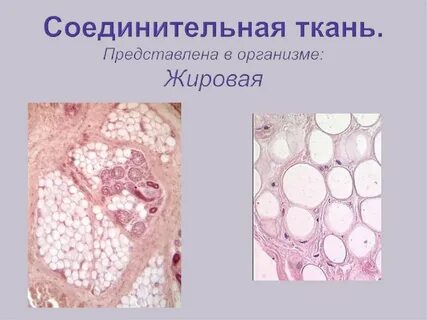 К какому виду ткани относится жировая ткань
