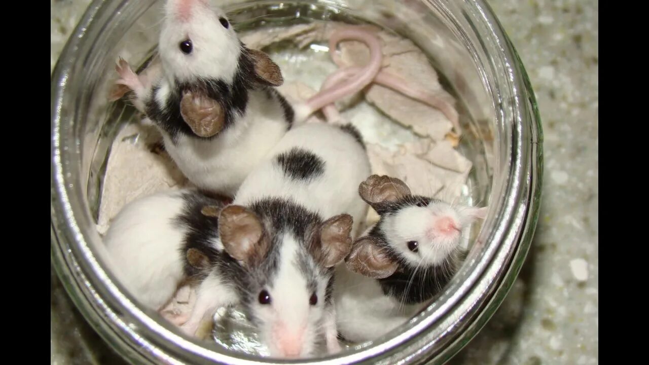 Включи видео с мышками. Японская карликовая мышь. Японские мышки. Японская мышка домашняя. Клетка для японских мышей.