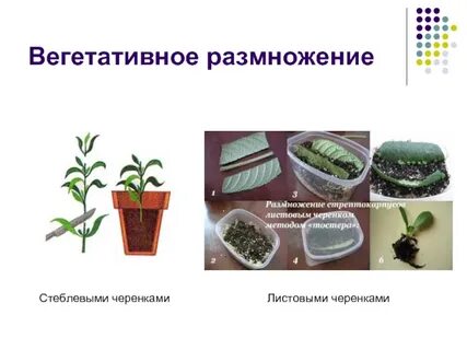 Вегетативный способ размножения комнатных растений