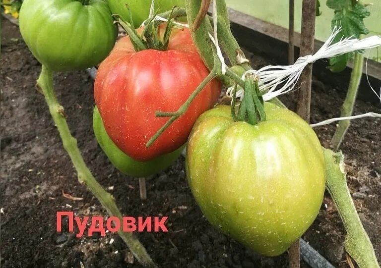 Томат пудовик севрюга. Томат пудовик фото. Семена томат пудовик. Томат пудовик севрюга. Томат пудовик фото.