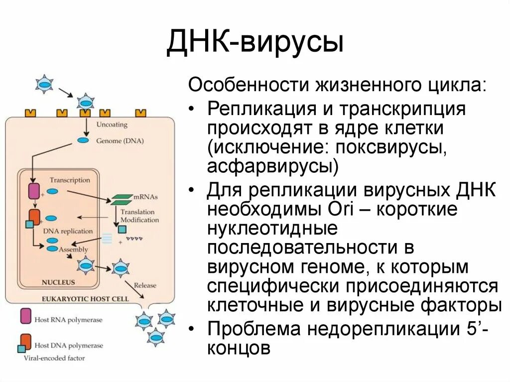 Жизненный цикл ДНК содержащих вирусов. ДНК содержащие вирусы однонитчатые. Вирусы с особенностями строения ДНК. Вирусы, содержащие двунитевую ДНК.