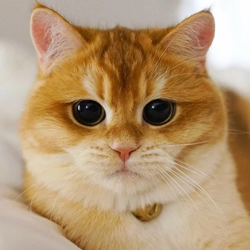 Ежик девочка. Картина запах женщины. Необычная дружба. Умные высказывания. И такие которые.