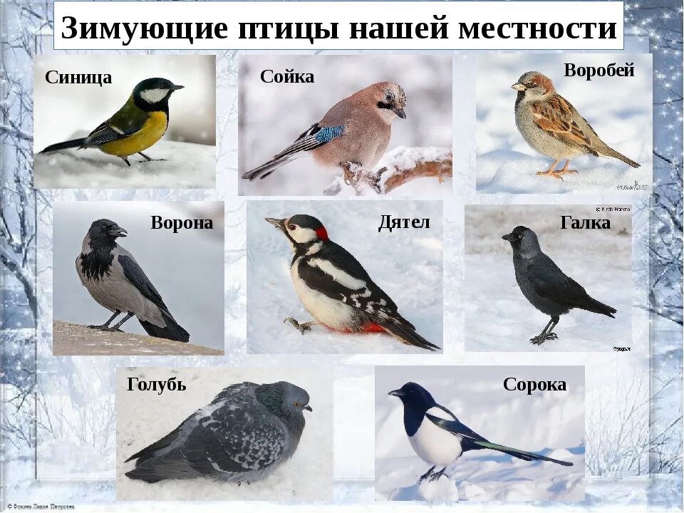 Зимующие птицы города