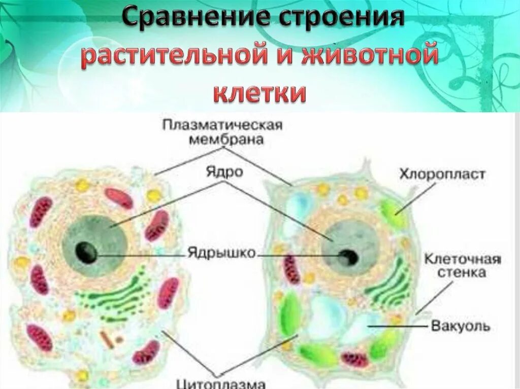 Сравните строение растительной и животное. Строение клетки сравнение растительной и животной клетки. Сравнение мембраны растительной и животной клетки. Сравнение клетки животного и клетки растения. Строение клетки растения и животного сравнение 5 класс.