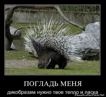 Животное 8 букв