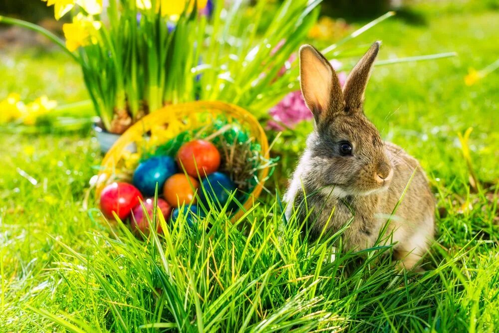 Rabbit egg