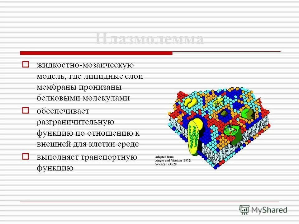 Какую функцию в клетке выполняет молекула атф?. Белок выполняющий транспортную функцию. Какую функцию в клетке выполняет молекула атф?. Какие молекулы выполняют транспортную функцию. Какие молекулы выполняют транспортную функцию.