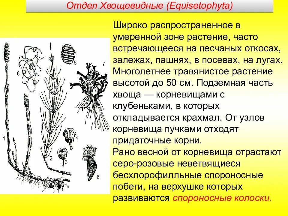 Значение плауновидных и хвощевидных